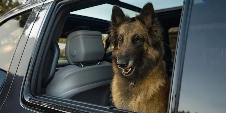 A photo of a dog sitting in the back of a Jeep.